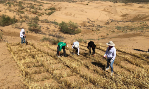 科技助力公益环保，平安科技“百万植树计划”宁夏站交付答卷