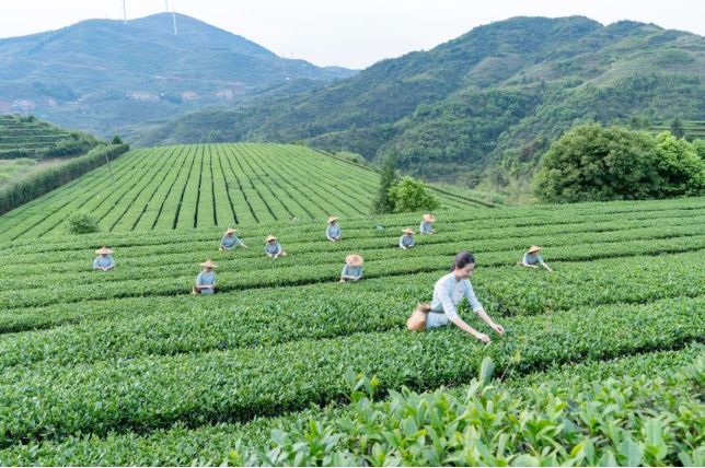 八马茶业撤销上市申请，或谋求更大发展？