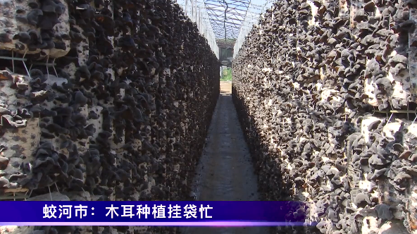 蛟河市白石山镇推广吊袋木耳种植模式，带来生产“新高度”