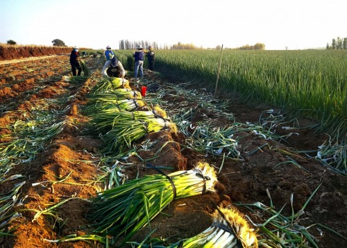 致富路上“葱”满希望——融通农发乌鲁木齐区域公司助力乡村振兴一直在路上