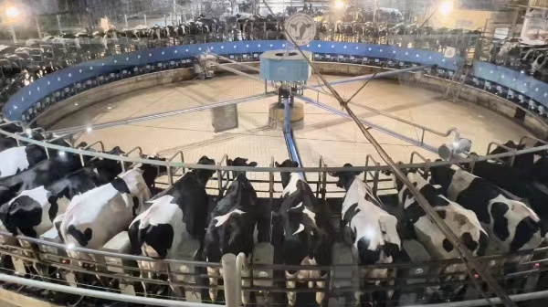 央媒溯源：三只小牛专研国人体质，为中国胃造中国奶