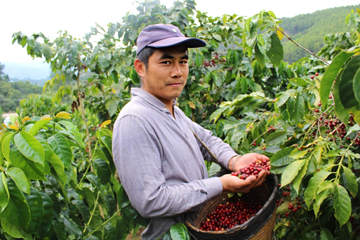星巴克入驻蒙自、楚雄开设首店，  持续投入助力云南咖啡产业发展